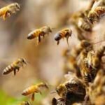 Scientists found an estimated 5.5 million wild bees beneath just 1.5 acres of a New York cemetery, more than three times Manhattan’s human population