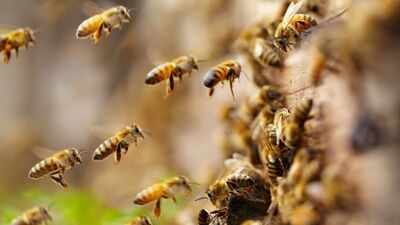 Scientists found an estimated 5.5 million wild bees beneath just 1.5 acres of a New York cemetery, more than three times Manhattan’s human population