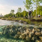 Bette Midler started cleaning a neglected New York park in 1995; 30 years later, her group has planted 200,000 trees and built an artificial oyster reef | World News