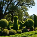 Nurseries discarded unwanted plants; Pearl Fryar rescued them and spent decades turning them into a three-acre sculpture garden |