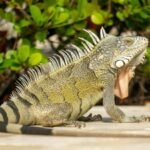Boca Raton council votes 3-2 to impose 0 minimum fine for feeding iguanas, rats, mice and pigeons under new Florida ordinance﻿ | World News