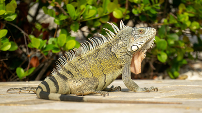 Boca Raton council votes 3-2 to impose $100 minimum fine for feeding iguanas, rats, mice and pigeons under new Florida ordinance﻿ | World News