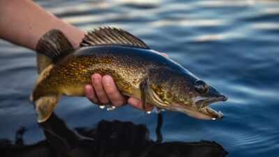 In 2018, scientists began removing about 285,000 fish from Wisconsin’s McDermott Lake; 4 years later yellow perch were up 788%, but walleye recruitment was still zero