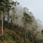Brazil planted vast eucalyptus forests for pulp; 45 years later scientists found groundwater had fallen by 4.5 metres | World News