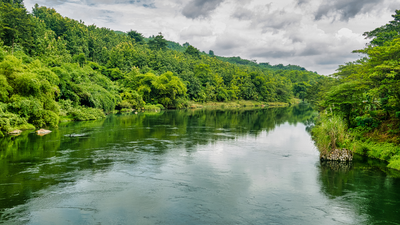 Brazil restored river forests using three seeding methods and planted seedlings; 15 years later, row-seeding stored 155 tonnes of biomass per hectare | World News