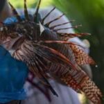 Brazil’s Porto Seguro is paying  for each captured lionfish; nearly 500 have been removed as they threaten native reefs and local fisheries