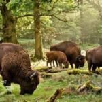 Britain brought back wild bison after 6,000 years; their grazing could reshape forests and create new habitats for other wildlife | World News