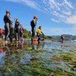 Britain’s seagrass meadows were disappearing; a Scottish community transplanted mature shoots instead of seeds and achieved 97% survival | World News