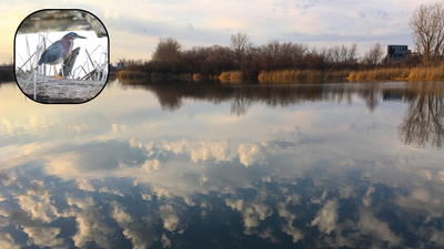 In 1976, Buffalo turned a 264-acre industrial dump into a nature preserve; 50 years later, its 75-acre marsh is Erie County’s largest remnant wetland and 260+ bird species have been observed