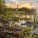 Burmese pythons drove major wildlife losses in the Everglades, creating an unexpected shift in mosquitoes and a virus that can infect humans |