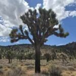 California acquired 640 acres near Pioneertown for western Joshua tree conservation; climate projections rank it among Southern California’s best future habitats, with tribal co-management now being planned