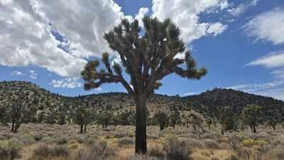 California acquired 640 acres near Pioneertown for western Joshua tree conservation; climate projections rank it among Southern California’s best future habitats, with tribal co-management now being planned