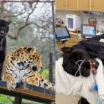 California black jaguar Samba dies after venomous rattlesnake bite in Dunlap despite emergency antivenom treatment﻿ | World News