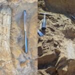 California crews digging 12 feet below an Oceanside infrastructure project uncovered limb bones, ribs and fragments that paleontologists say may belong to a ‘thunder beast’ up to 45 million years old