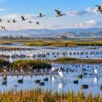 California removed levees from a former dairy farm, turning it back into wetlands where 16,000 waterbirds were counted in one day | World News
