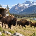 Canada released 26 bison into Banff National Park in 2017; the herd grew rapidly as scientists tracked its return to the wild | World News