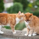 Cats may have their own chemical ‘ID cards’: Scientists found 13 unusual fatty acids in urine that remain stable for at least 24 hours which can easily help identify individual cats