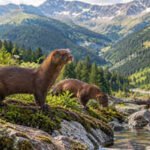 Romania is exploring whether European mink could return to the Carpathians, where the species has disappeared from much of its former range | World News