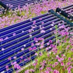 Colorado researchers grew the world’s most expensive spice on rooftop solar panels; harvested twice the output and generated ,000 in return while producing electricity