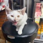 NYC bodega cat Jabal returned after being snatched from street, owner had announced 0 no-questions-asked reward; woman in custody