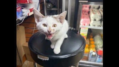 NYC bodega cat Jabal returned after being snatched from street, owner had announced 0 no-questions-asked reward; woman in custody