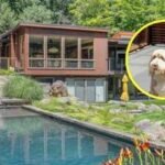 Buster’S Retreat: In 2019, a New York couple bought a .825M Ridge home for their bearded Collie; after spending another M on renovations, ‘Buster’s Retreat’ is now listed for .9M