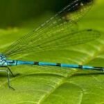 Nearly 70 years after Tucson’s Santa Cruz River ran dry, 2.8 million gallons of reclaimed water began flowing daily; within 4 months, 37 dragonfly and damselfly species were recorded