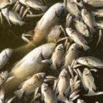 Seattle opened light rail across the I-90 floating bridge in March; five months later about 2,000 fish have died near electrical equipment hanging into Lake Washington