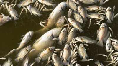 Seattle opened light rail across the I-90 floating bridge in March; five months later about 2,000 fish have died near electrical equipment hanging into Lake Washington
