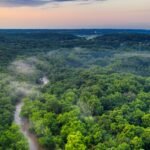 Denmark planted trees for carbon storage, but 21 years later natural forests proved more diverse while plantations captured carbon faster﻿ | World News