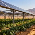 Egypt is growing crops beneath solar panels in the desert; the unusual idea could save water, help crops and produce clean energy |