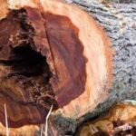 60 years after Dutch elm disease devastated America’s 100 million iconic trees, now scientists have infected 6,000 young elms in a radical bid to bring them back