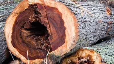 60 years after Dutch elm disease devastated America’s 100 million iconic trees, now scientists have infected 6,000 young elms in a radical bid to bring them back