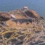 In 1996, England began moving Scottish osprey chicks to Rutland after the species vanished as a breeder in 1847; 30 years later, 300 have fledged and the population is self-sustaining