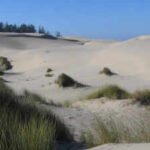 In 1910, Oregon planted European beachgrass to stabilize shifting dunes; it spread along the coast, reshaped the landscape and squeezed open sandy habitat used by native wildlife