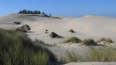 In 1910, Oregon planted European beachgrass to stabilize shifting dunes; it spread along the coast, reshaped the landscape and squeezed open sandy habitat used by native wildlife