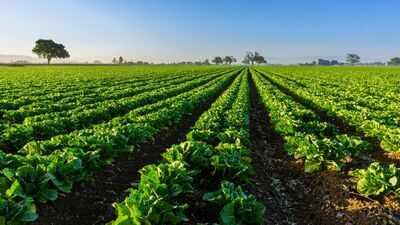 A North Florida family permanently protected 816.46 acres with a .665 million easement; farming can continue while the land stays undeveloped inside a 1.6-million-acre wildlife corridor