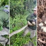 Florida wildlife crew found a female python curled around a huge nest of eggs; the snake and clutch were removed | World News