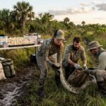 Florida’s python team followed 40 tagged male snakes and ended the season with 177 Burmese pythons removed and more than 4,100 eggs taken from the ecosystem | World News