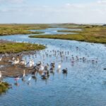 For 70 years, Texas’ Bahia Grande was dry; then 2006 brought the tides back to 10,000 acres and wildlife returned in numbers | World News