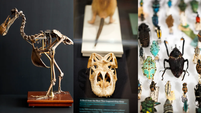 Harvard’s Museum of Natural History cares for 26 million specimens; new exhibition brings dodo, extinct toad and 300-million-year-old fern into view﻿ | World News