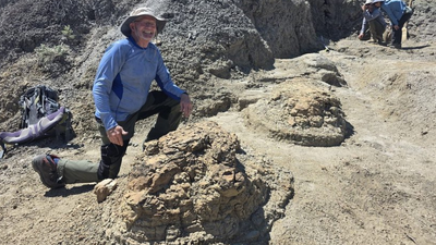 High school teacher searching for fossils discovers four footprints later confirmed as the first reported T. rex trackway dating back 66.5 million years |