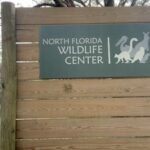 In 2026, a Florida wildlife centre brought in critically endangered red-ruffed lemurs; the project is now helping restore their disappearing Madagascar rainforest