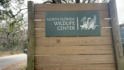 In 2026, a Florida wildlife centre brought in critically endangered red-ruffed lemurs; the project is now helping restore their disappearing Madagascar rainforest