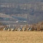 In 1953, North and South Korea established a demilitarised zone; decades later human isolation led to the formation of a 155-mile-long wildlife haven