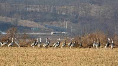 In 1953, North and South Korea established a demilitarised zone; decades later human isolation led to the formation of a 155-mile-long wildlife haven