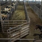 In 1959, Sebastian Scirpo started a Connecticut livestock auction in a rented chicken coop and made  on his first commission; 67 years later, his daughters run the state’s last remaining sale barn