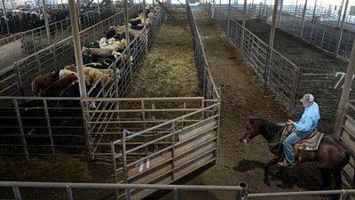 In 1959, Sebastian Scirpo started a Connecticut livestock auction in a rented chicken coop and made $7 on his first commission; 67 years later, his daughters run the state’s last remaining sale barn