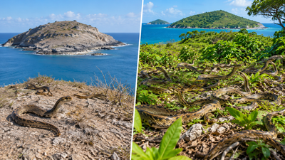 In 1995, just 51 rare snakes survived on one tiny Caribbean island; 21 years later their population topped 1,100 | World News
