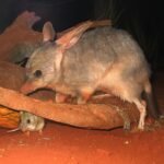 In 1997, scientists released captive-bred bilbies on an Australian island; 10 years later, they had occupied the entire island﻿ | World News